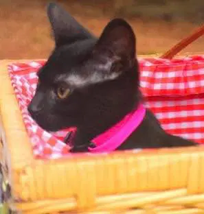 Tassie - Domestic Short Hair
