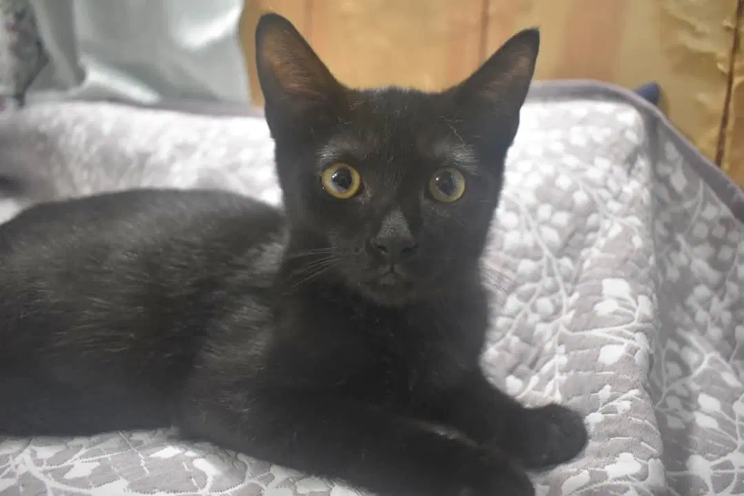 Crinkle - Domestic Short Hair