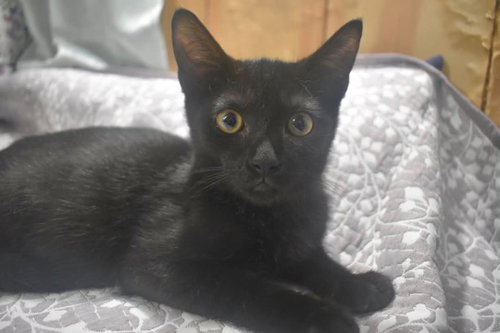 CRINKLE, a cat for adoption from Forgotten Felines Inc