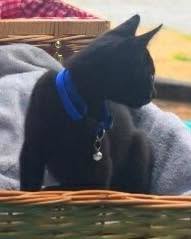 SNICKERDOODLE, a cat for adoption from Forgotten Felines Inc