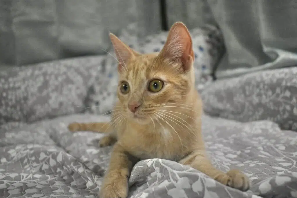 Cornflake - Tabby