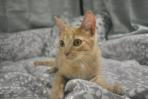 CORNFLAKE, a cat for adoption from Forgotten Felines Inc