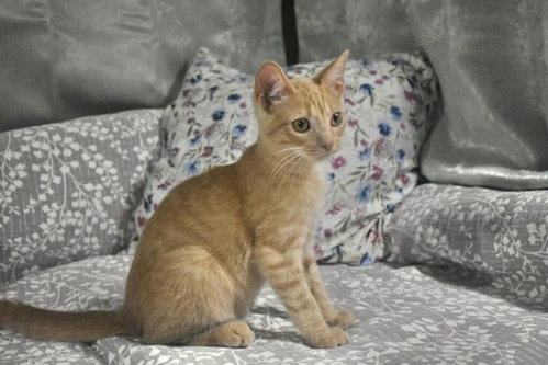 Photo 2 of CORNFLAKE