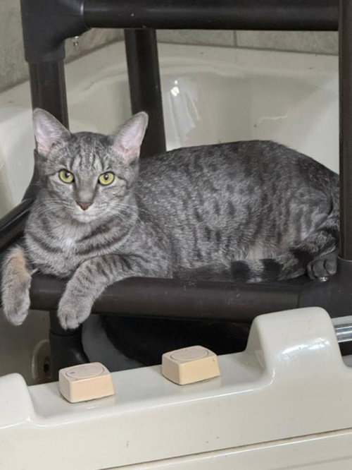 BETSY ROSS, a cat for adoption from Forgotten Felines Inc