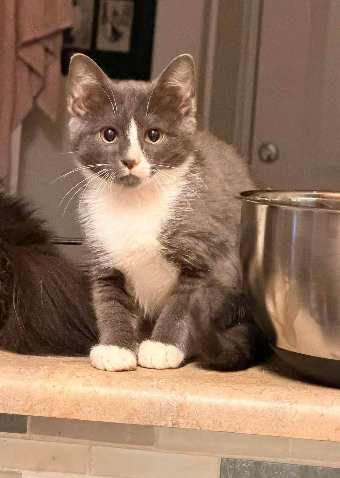 Crash - Domestic Short Hair