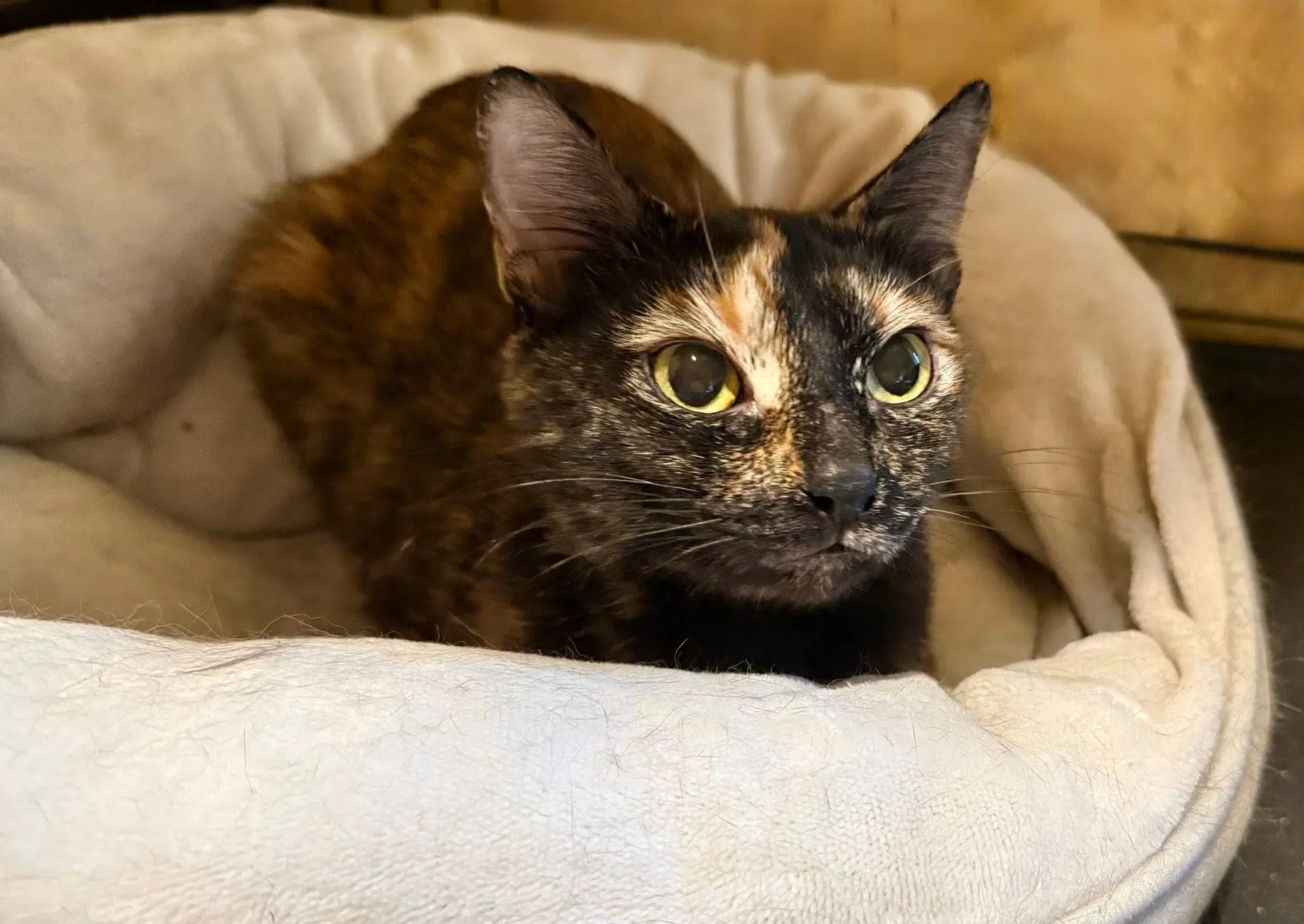 Lilith - Tortoiseshell