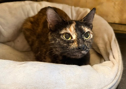 LILITH, a cat for adoption from Forgotten Felines Inc