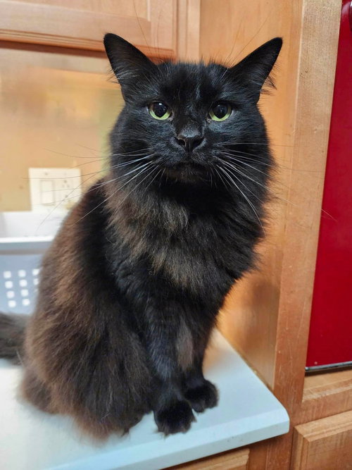 TRAEGER, a cat for adoption from Forgotten Felines Inc