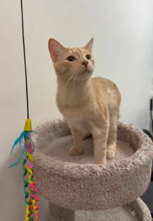 Cinnamon - Tabby