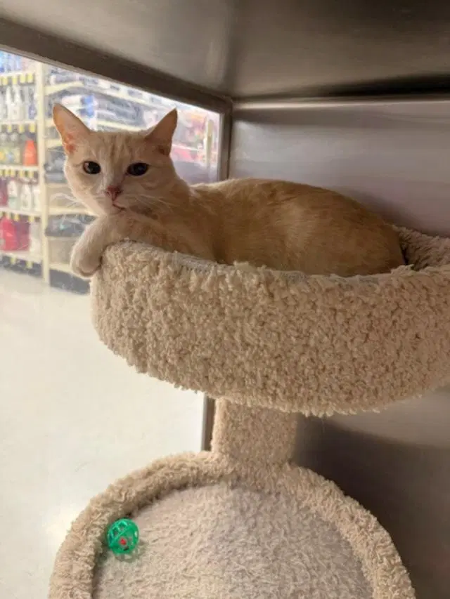 Spice - Tabby