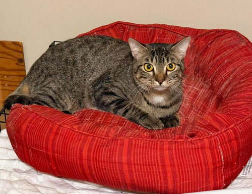BRIAR, a cat for adoption from Forgotten Felines Inc