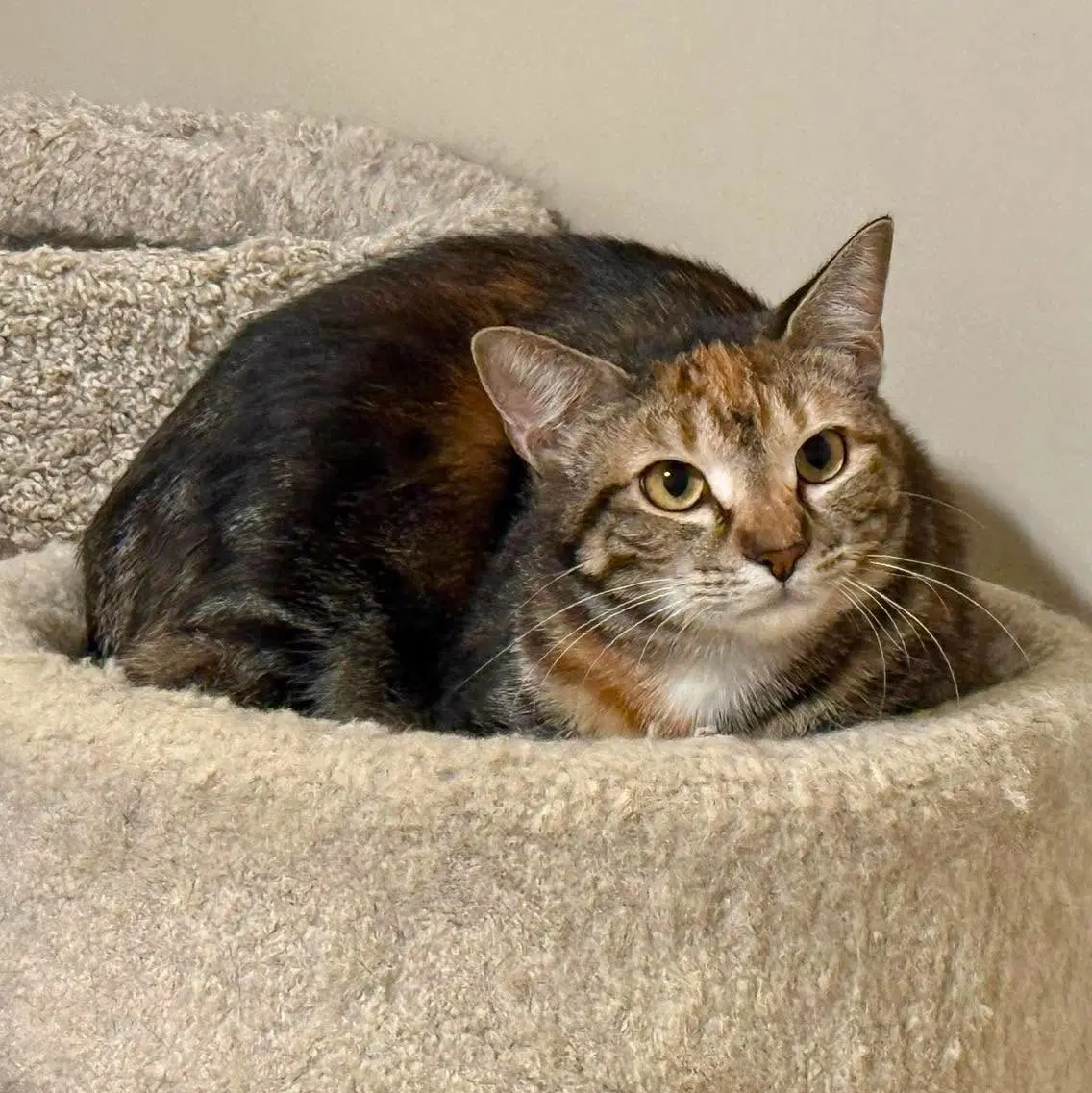 Buttercup - Torbie