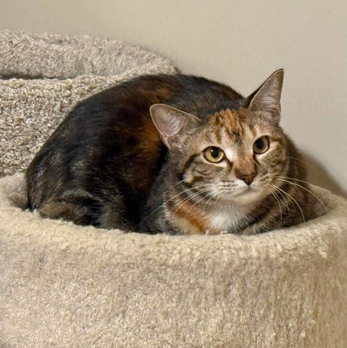BUTTERCUP, a cat for adoption from Forgotten Felines Inc