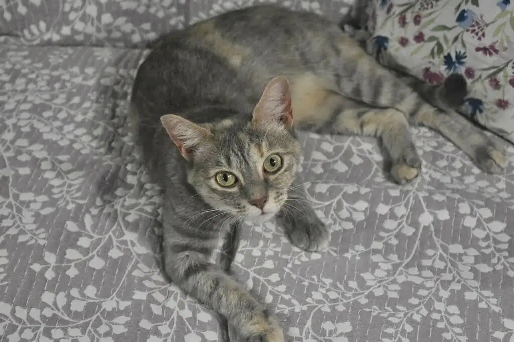Salem - Dilute Tortoiseshell