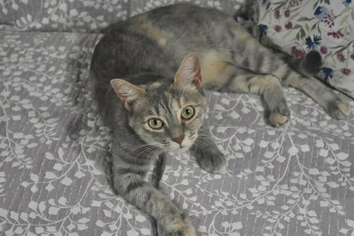 SALEM, a cat for adoption from Forgotten Felines Inc