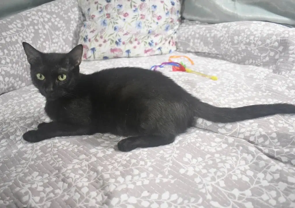 Sugar Cookie - Domestic Short Hair
