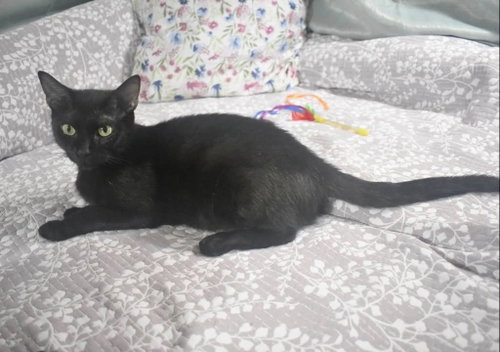 SUGAR COOKIE, a cat for adoption from Forgotten Felines Inc