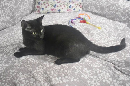 Photo 2 of SUGAR COOKIE
