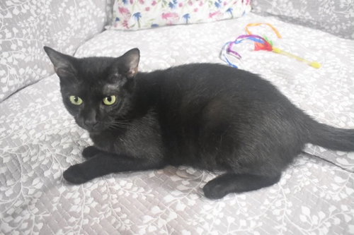 Photo 3 of SUGAR COOKIE