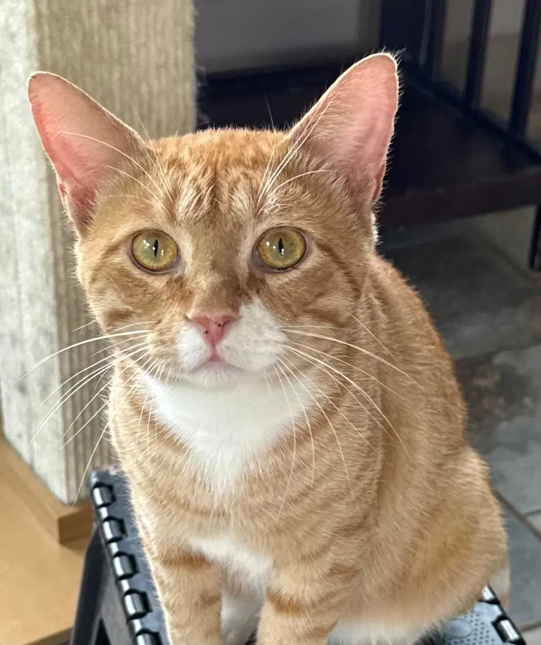 Clover - Tabby