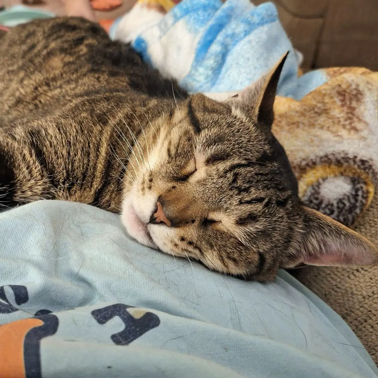 Conway - Tabby