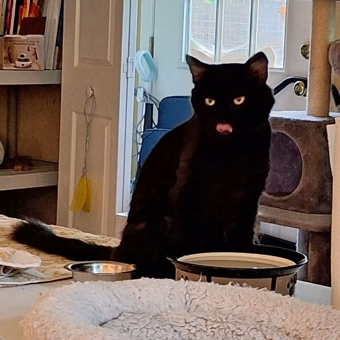 Rascal - Domestic Medium Hair