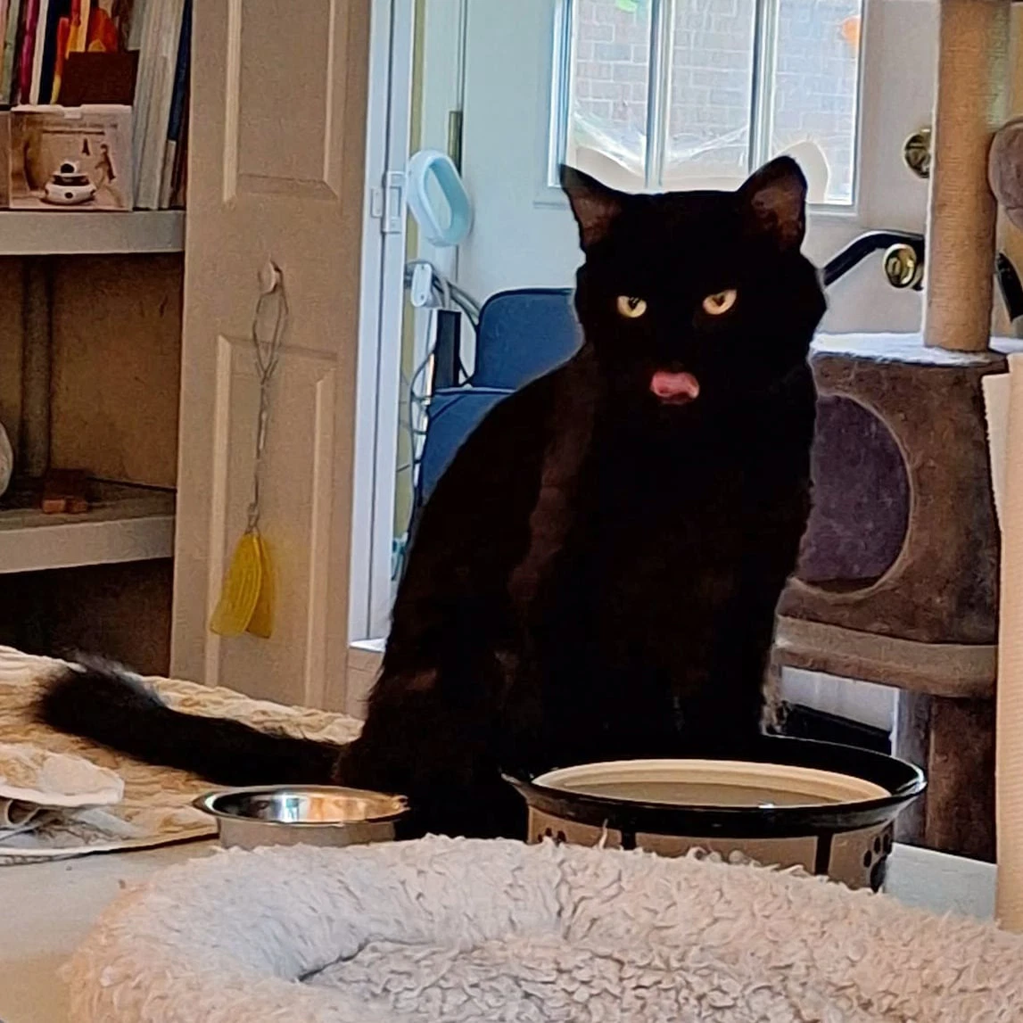 Rascal