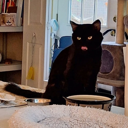 RASCAL, a cat for adoption from Forgotten Felines Inc