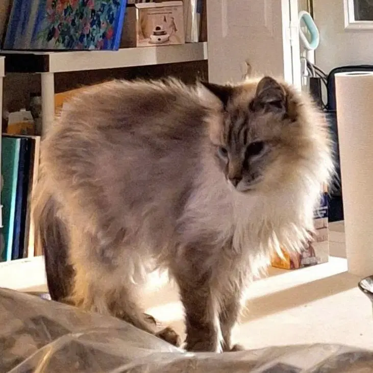Mandy - Siamese