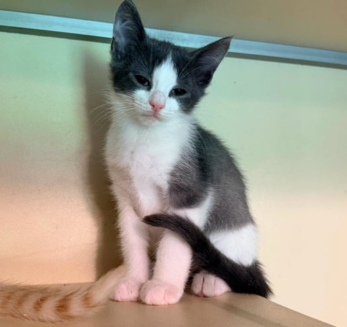 EASTON, a cat for adoption from Forgotten Felines Inc