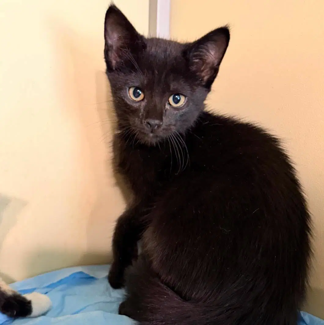 Eames - Domestic Short Hair