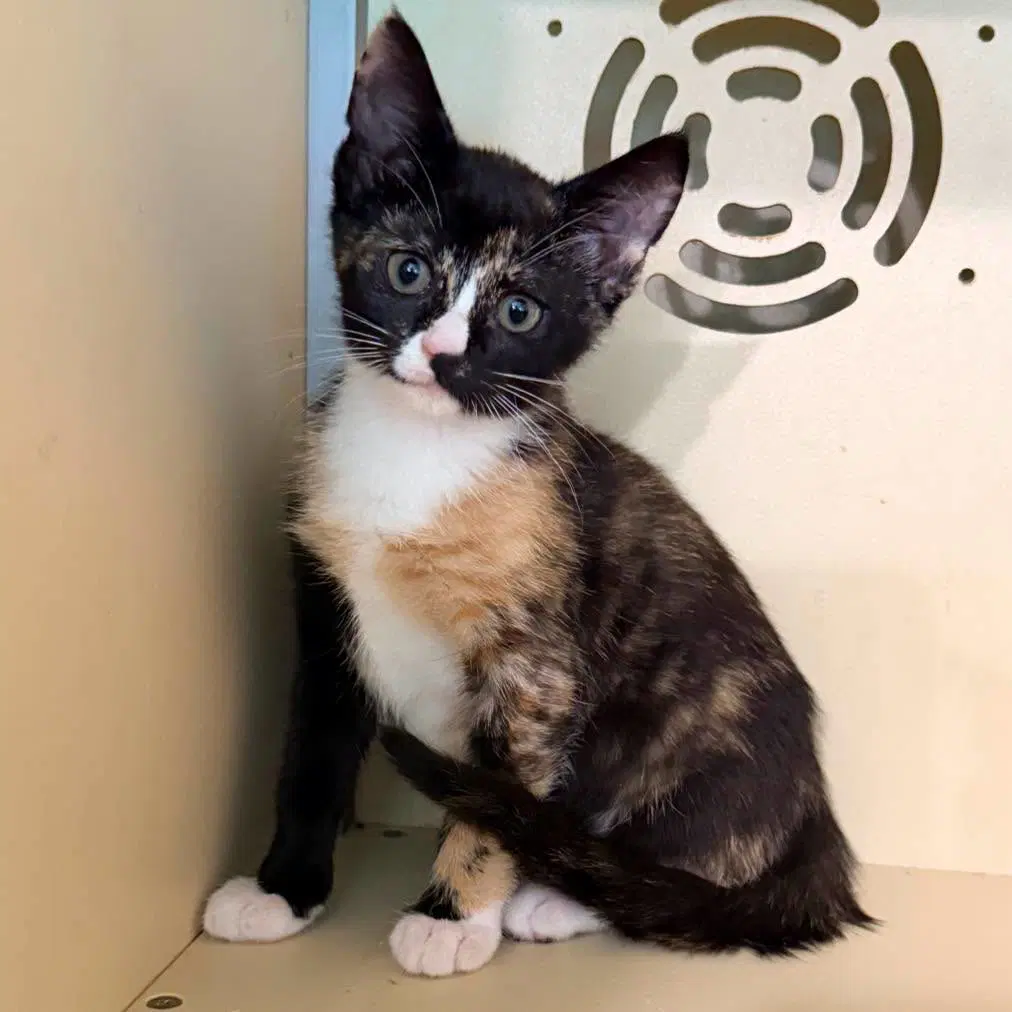 Emma - Calico