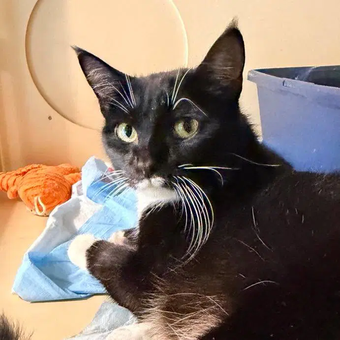 Eloise - Tuxedo