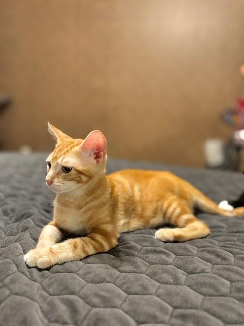 Jax