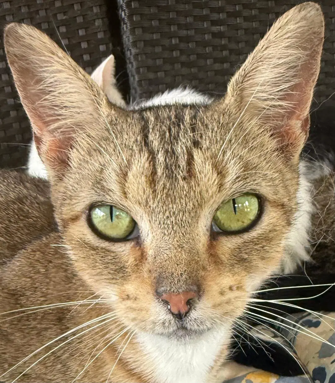 Princess Leia - Tabby