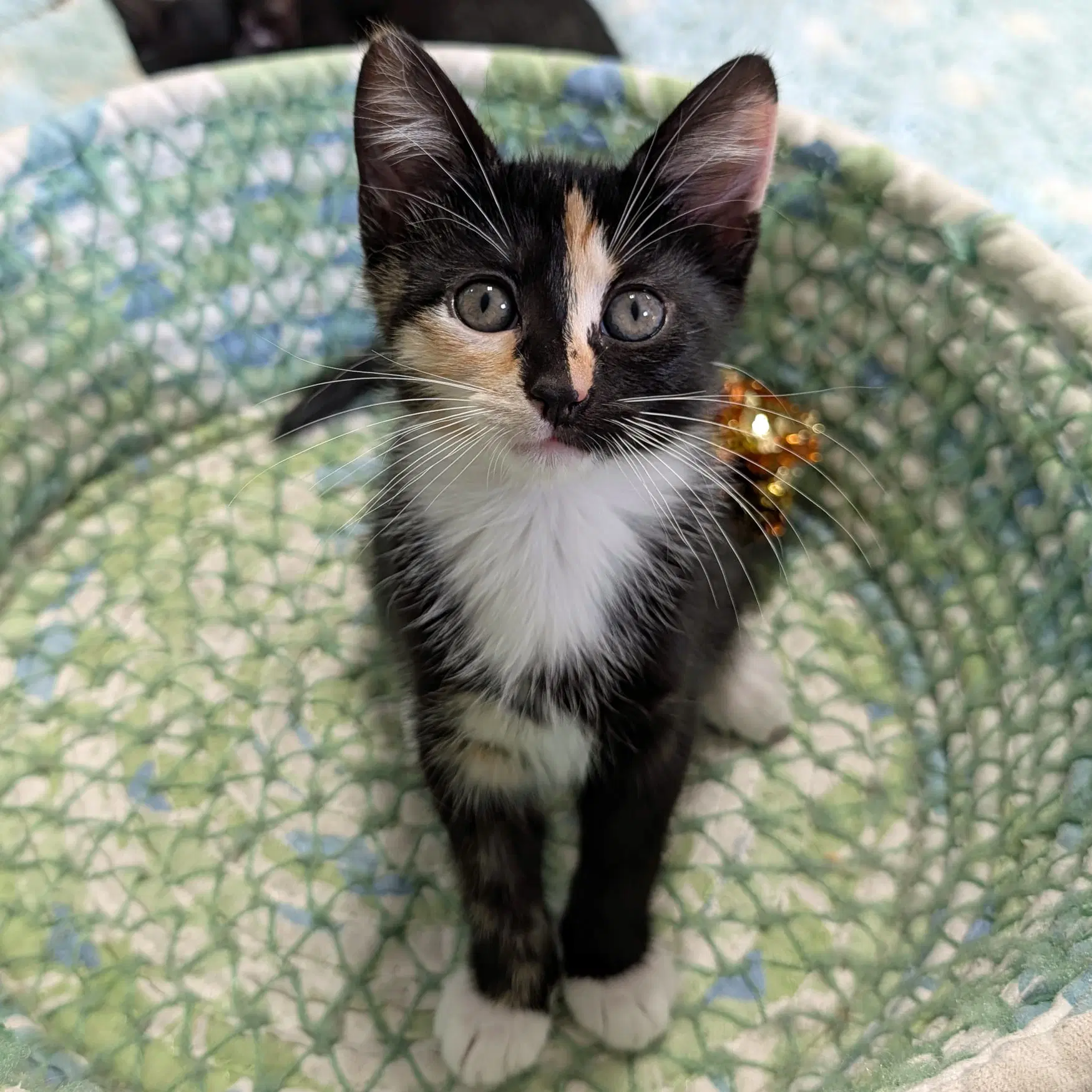 Cassandra - Calico