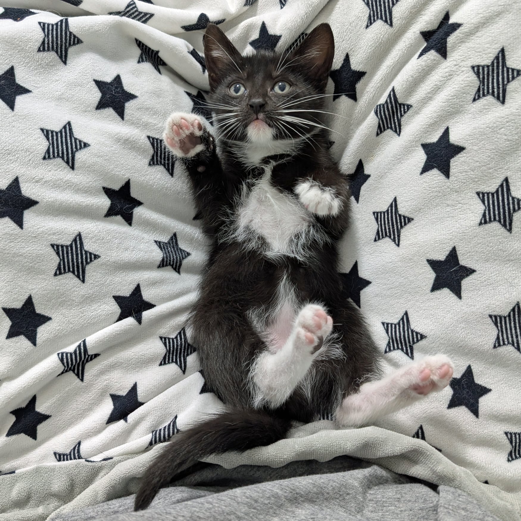 Daphne