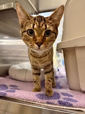Junipurr, a female Tabby kitten up for adoption