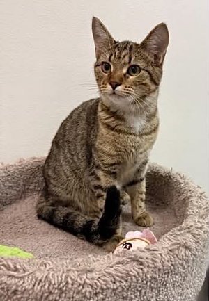 Junipurr, photo 2