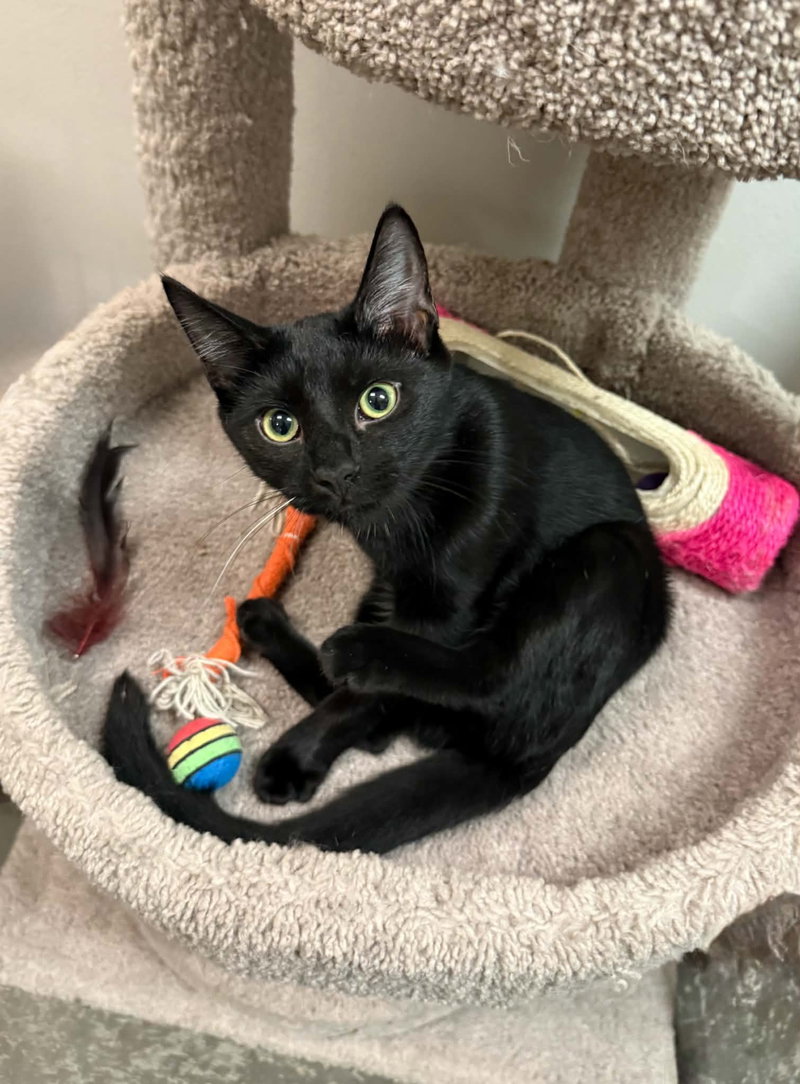 Purrlah, a female kitten up for adoption