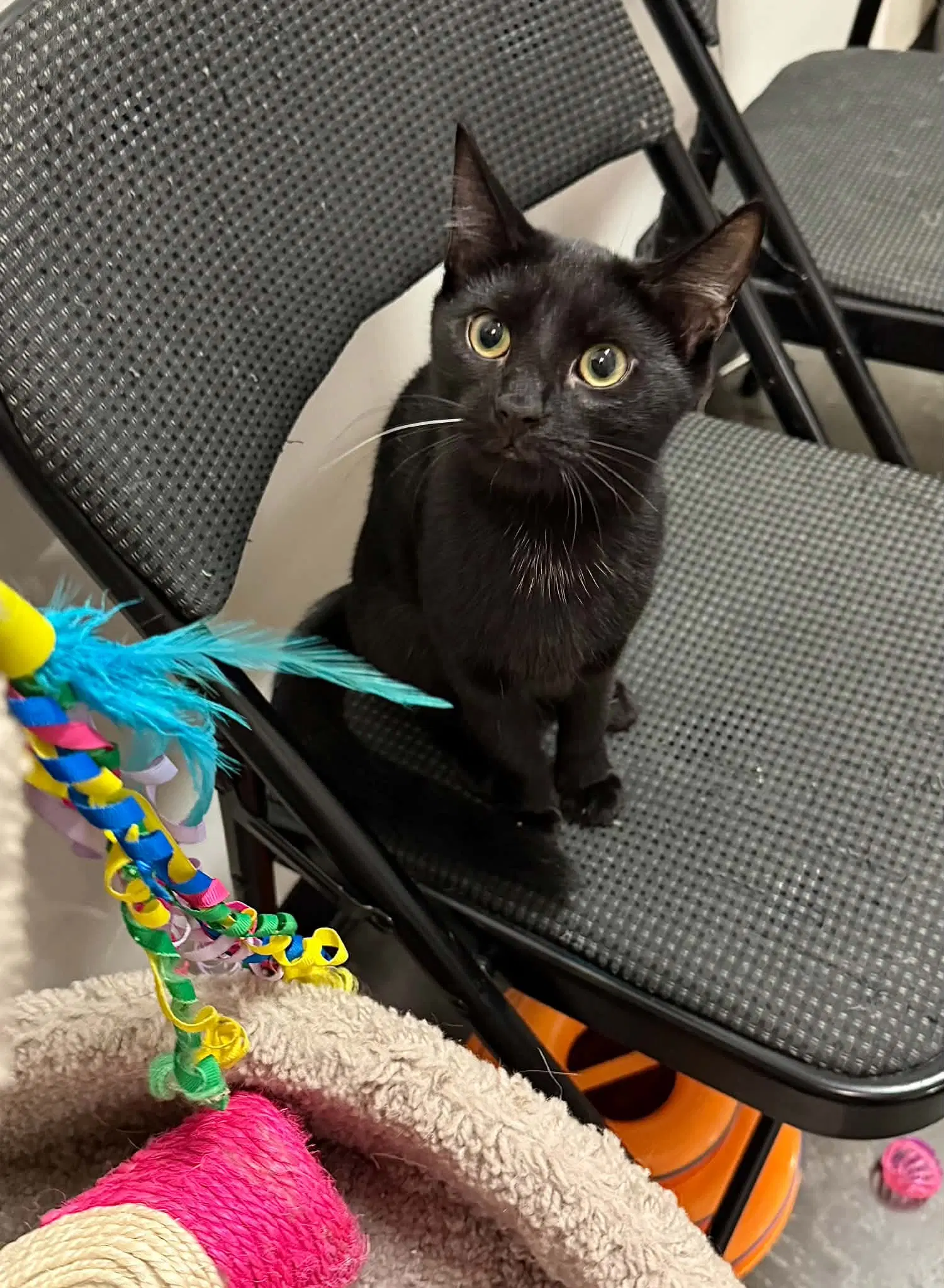 Purrlah image 2
