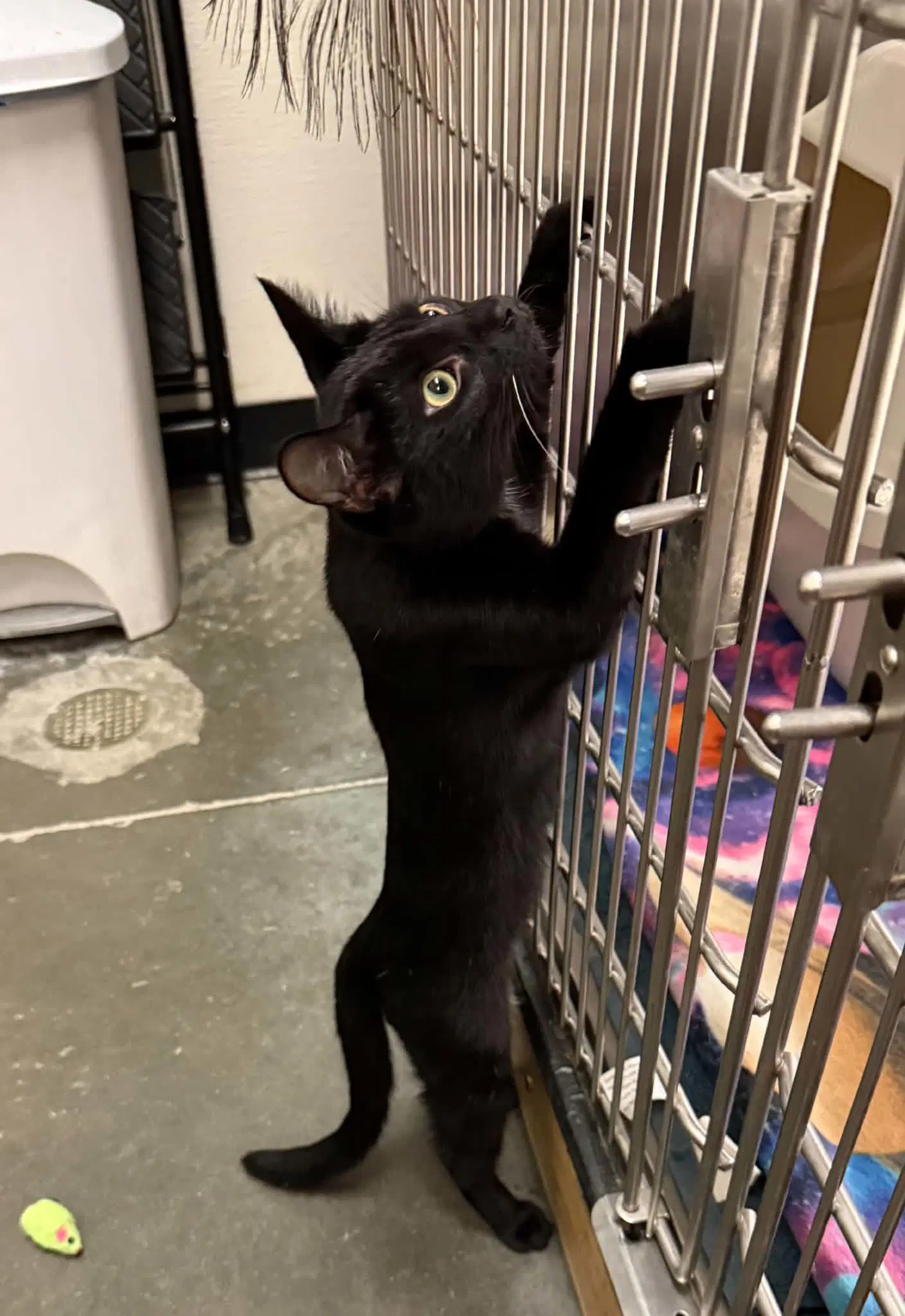 Purrlah image 3