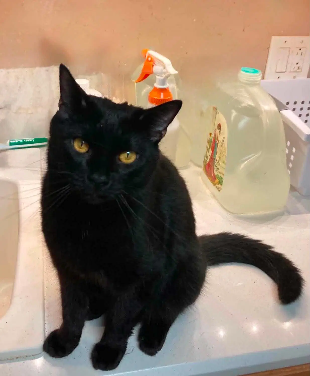 Pan - Domestic Short Hair