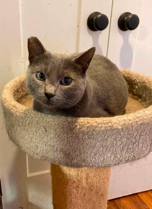 BALOO, a cat for adoption from Forgotten Felines Inc