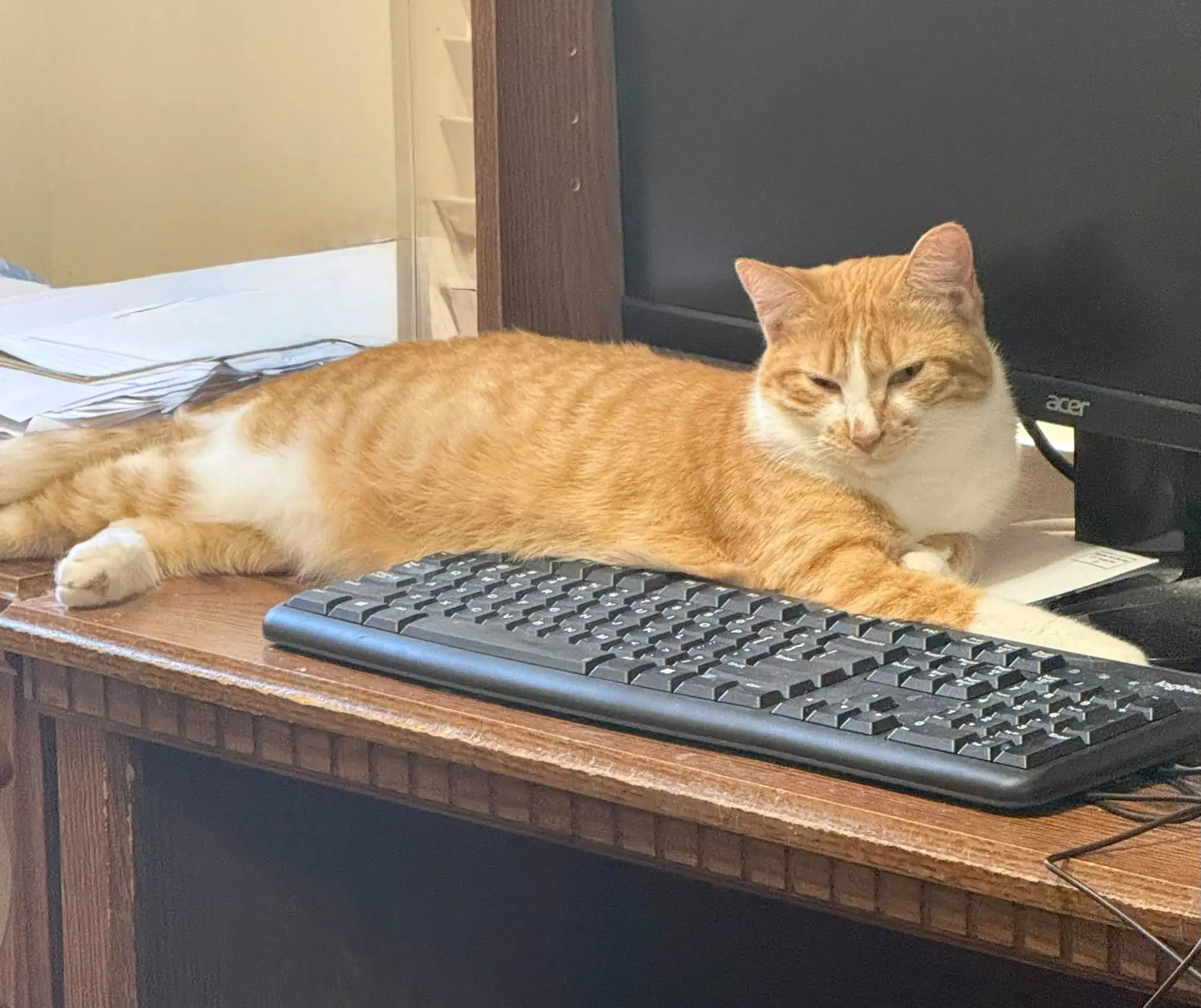 Amber - Tabby