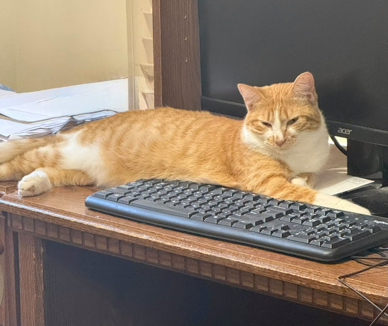 Amber, a young female Tabby cat up for adoption