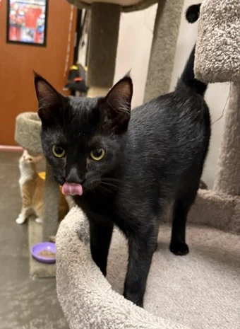 Binx