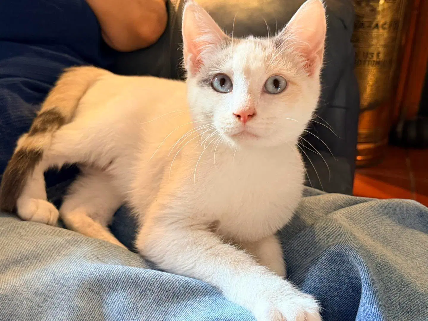 Cari - Calico