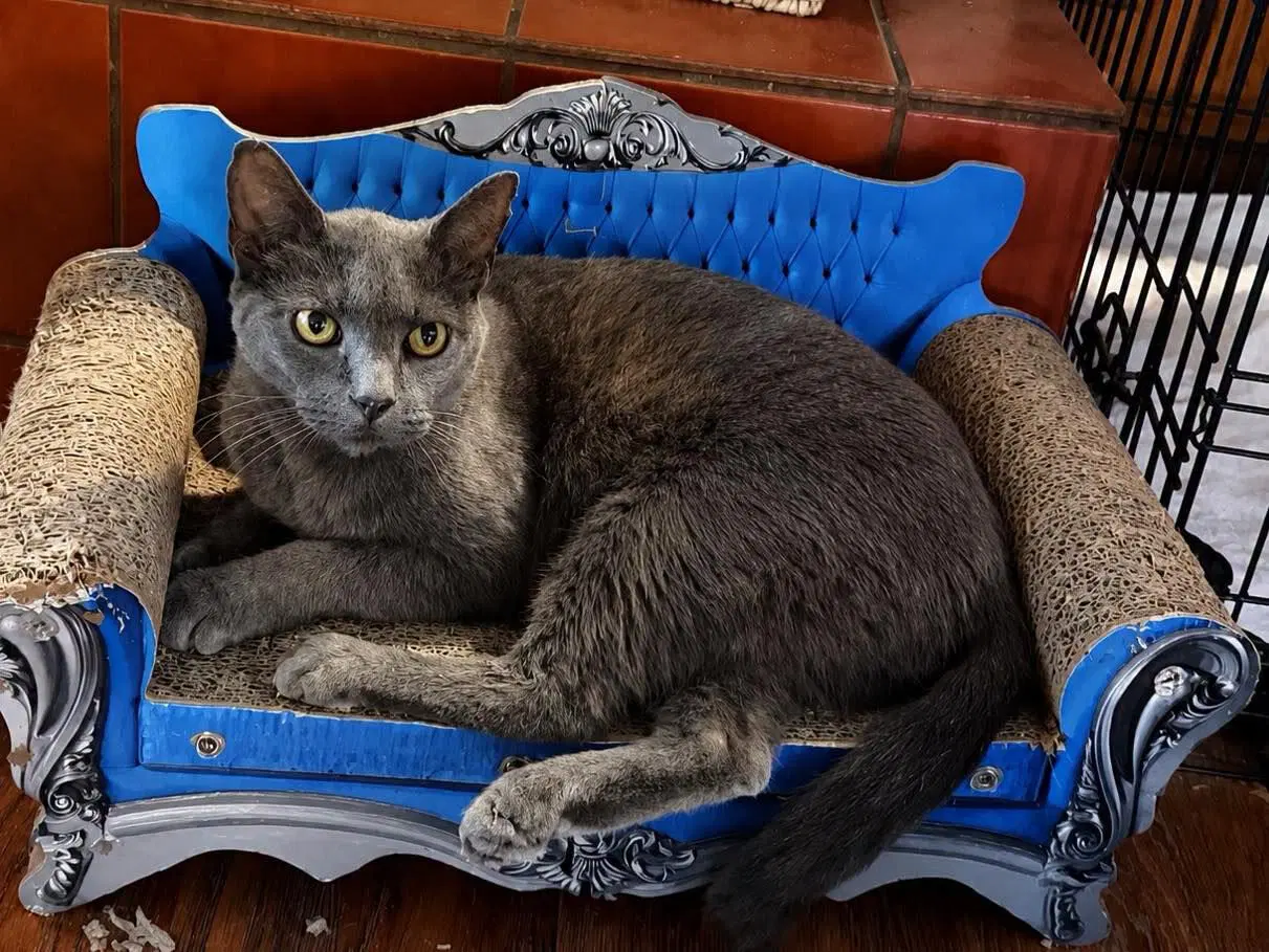 Kitkat - Russian Blue