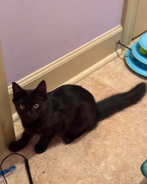 ABBY, a cat for adoption from Forgotten Felines Inc